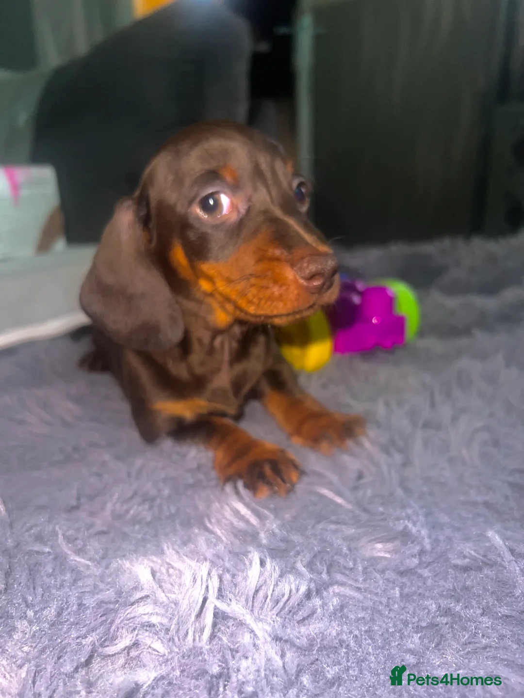 Miniature Dachshund dogs for sale: 🐾 Beautiful Dachshund Puppies ❤️ - Advert 1