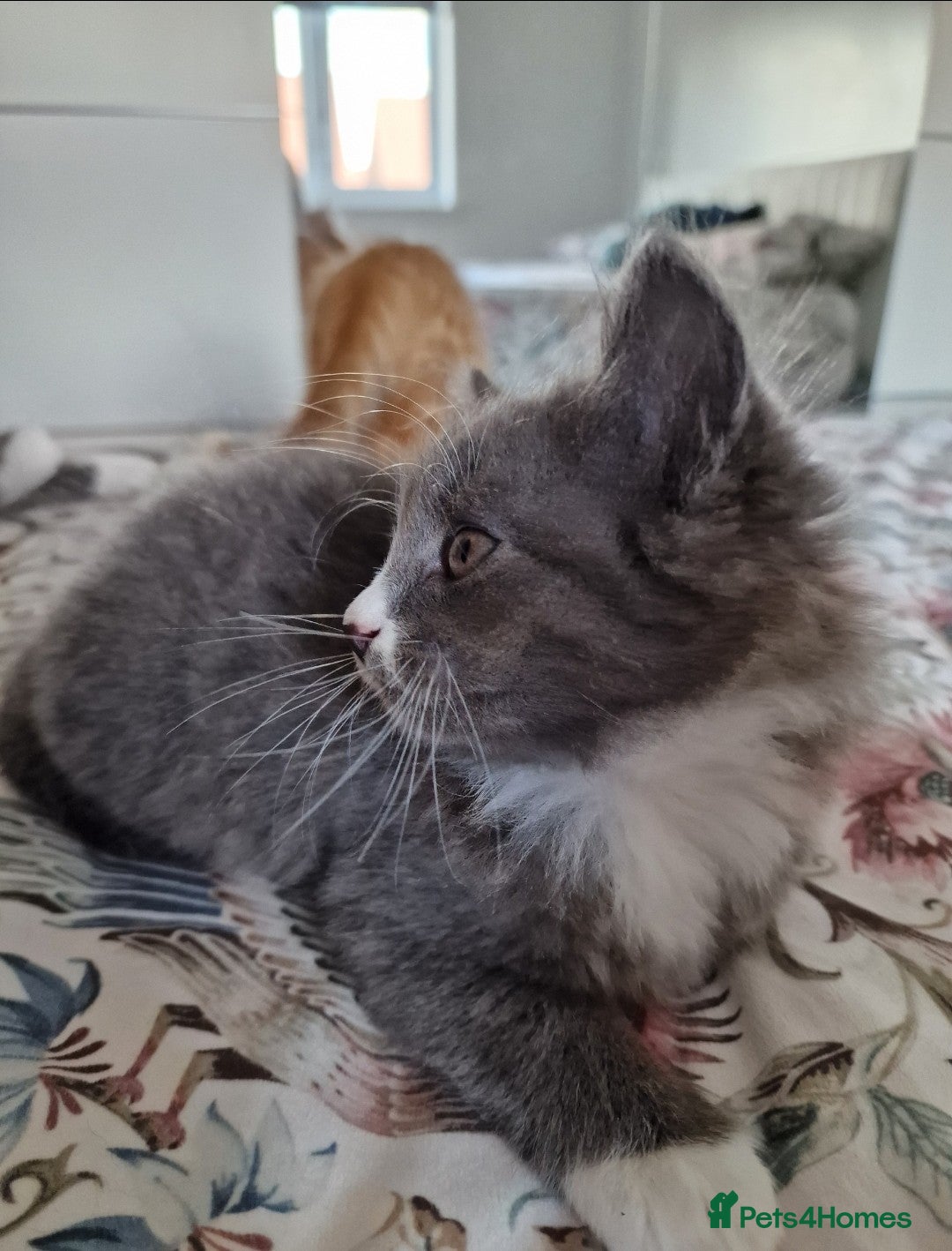 British Shorthair cats for sale: Half British Shorthair half fluffy  - Image 9