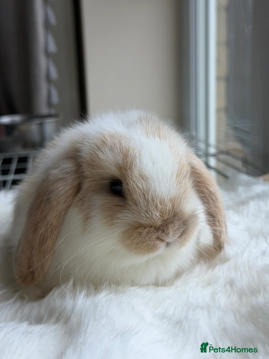 Mini Lop rabbits for sale: Adorable Friendly Mini Lop - Advert 7