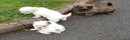 Havanese dogs for sale: Stunning full breed havanese puppies. 6 boys avail - Advert 10