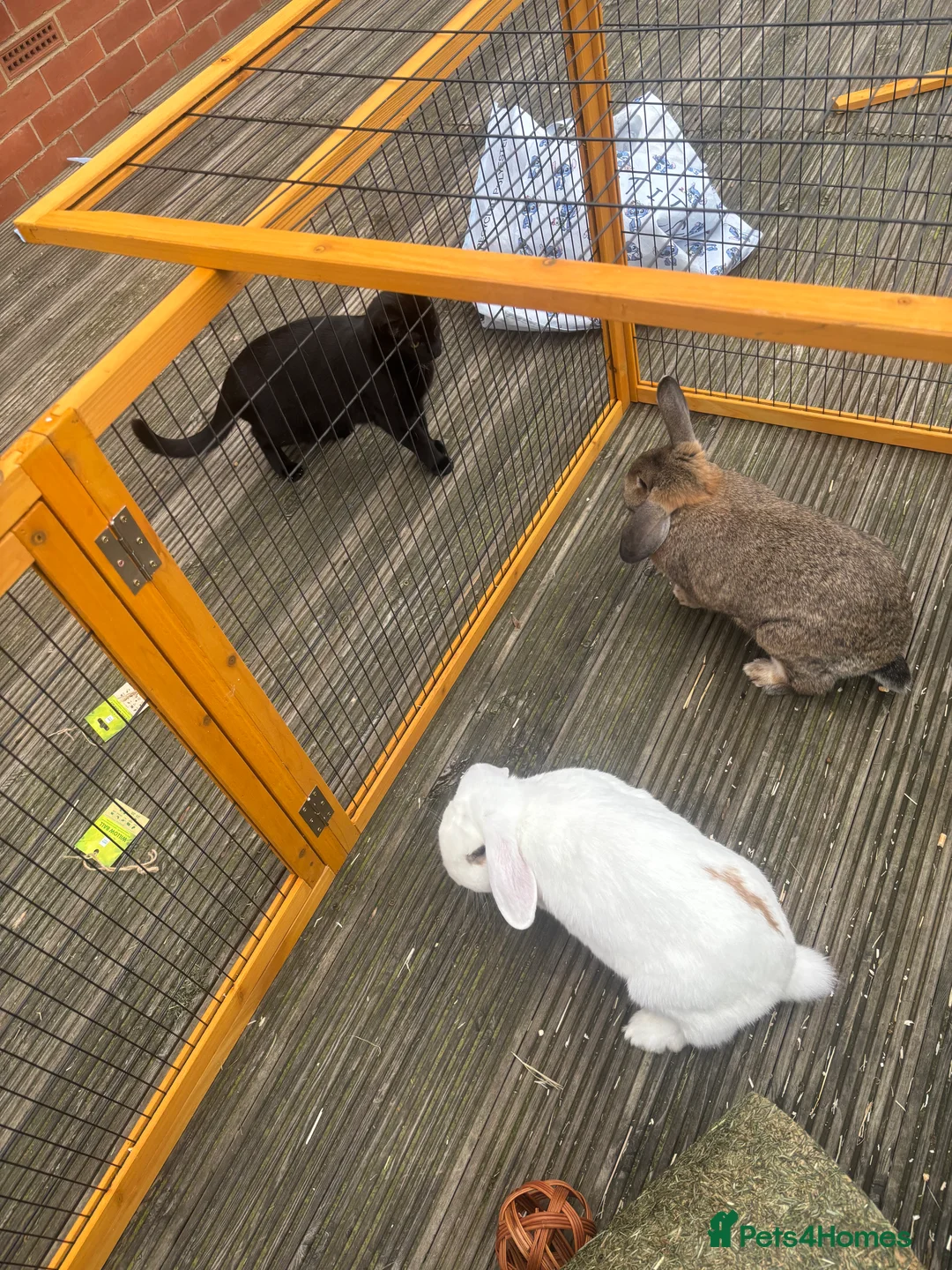 Mixed Breed rabbits for sale: Two lop eared rabbits  in Leeds - Advert 6