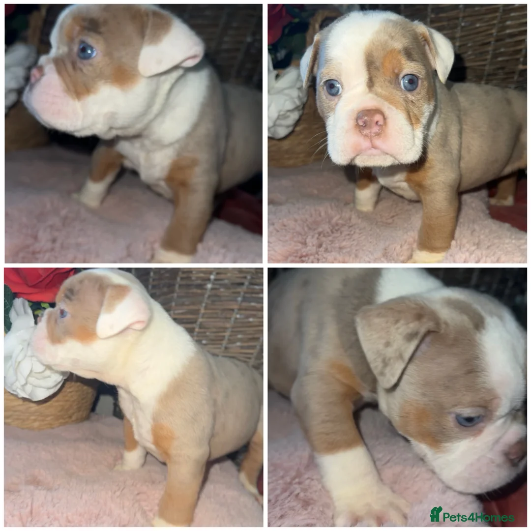 Olde English Bulldogge dogs for sale: Beautiful Olde English bulldog  - Advert 6