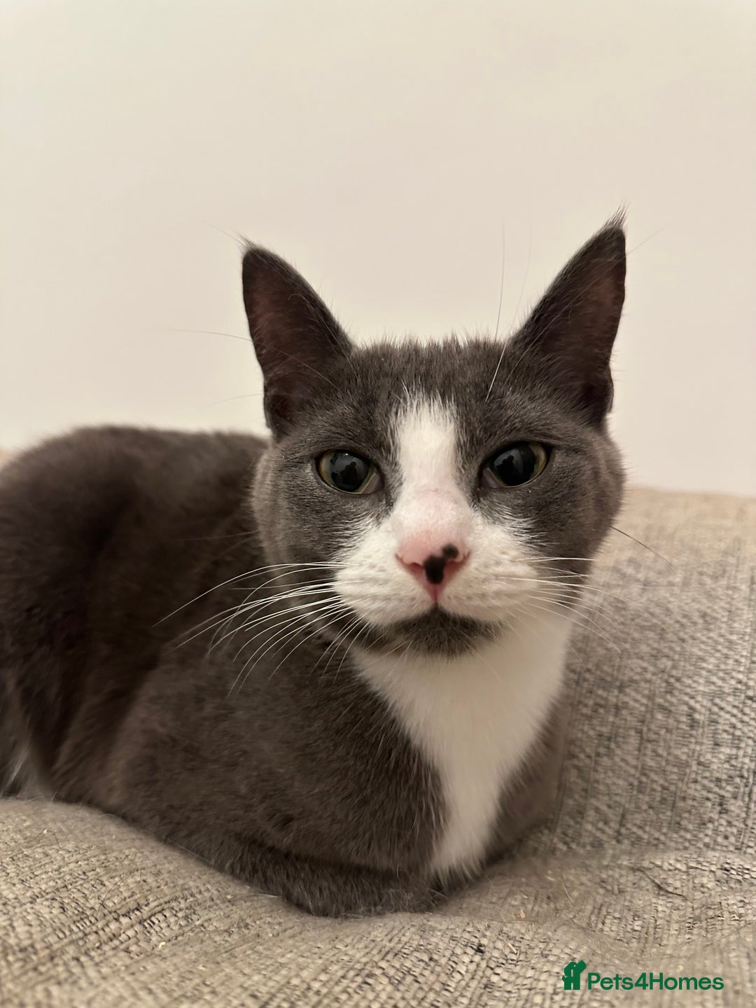 Mixed Breed cats for sale: Lovely cats for rehoming - Image 4