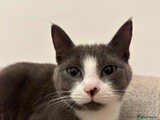 Mixed Breed cats - Advert 14