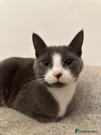 Mixed Breed cats - Advert 17