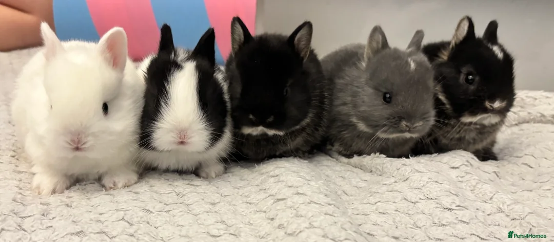 Netherland Dwarf rabbits for sale: Netherland Dwarf Bunnies  - Advert 4