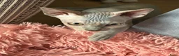 Sphynx cats for sale: Phynx girl  in Bedworth - Advert 3