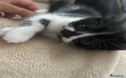 Mixed Breed cats for sale: Beautiful marking very fluffy  - Image 38