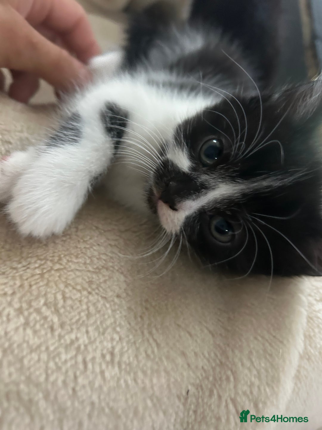 Mixed Breed cats for sale: Beautiful marking very fluffy  - Image 38