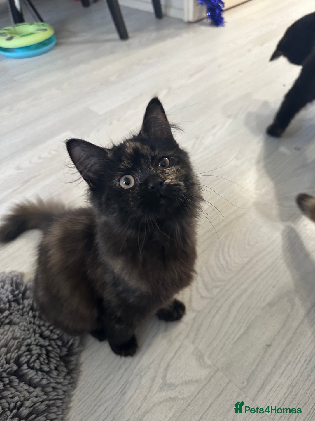 Mixed Breed cats for sale: British Short Hair Cross-Sphinx  - Advert 4