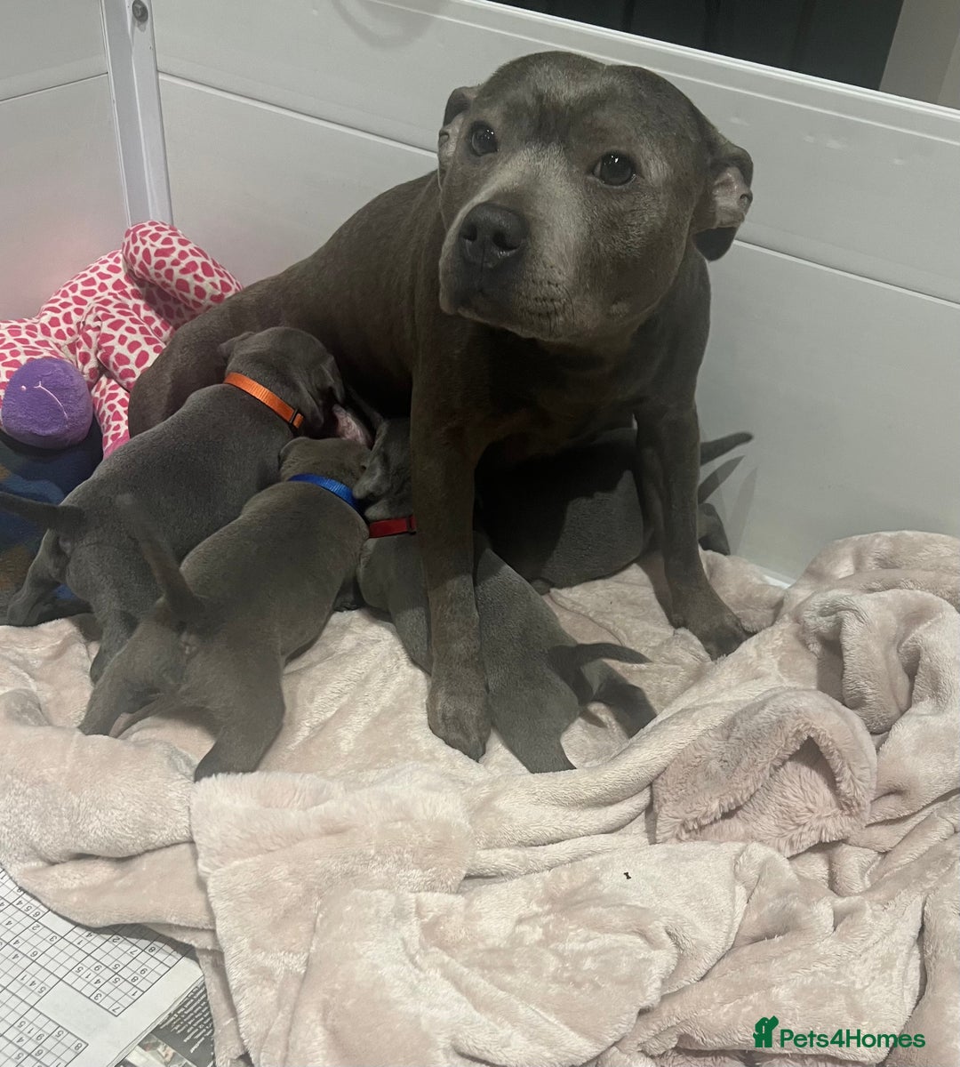 Staffordshire Bull Terrier dogs for sale: SBT CHAMPION BLOODLINE FURY & CLEO - Advert 11