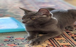 Oriental cats for sale: Ready now! Oriental shorthair kittens mix - Image 13