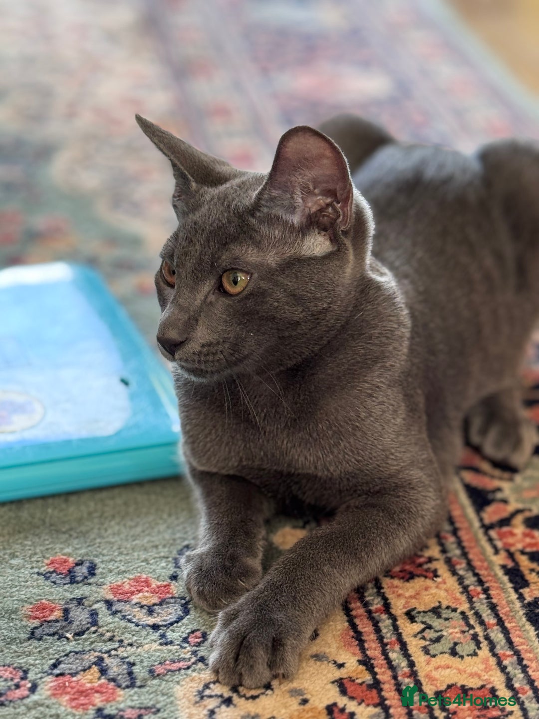 Oriental cats for sale: Ready now! Oriental shorthair kittens mix - Image 13