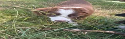 Border Collie dogs for sale: Brown and white male border collie in Exeter - Advert 3