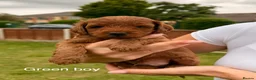 Cockapoo dogs for sale: Red & Sable F1B Cockapoos 🐶  - Advert 17