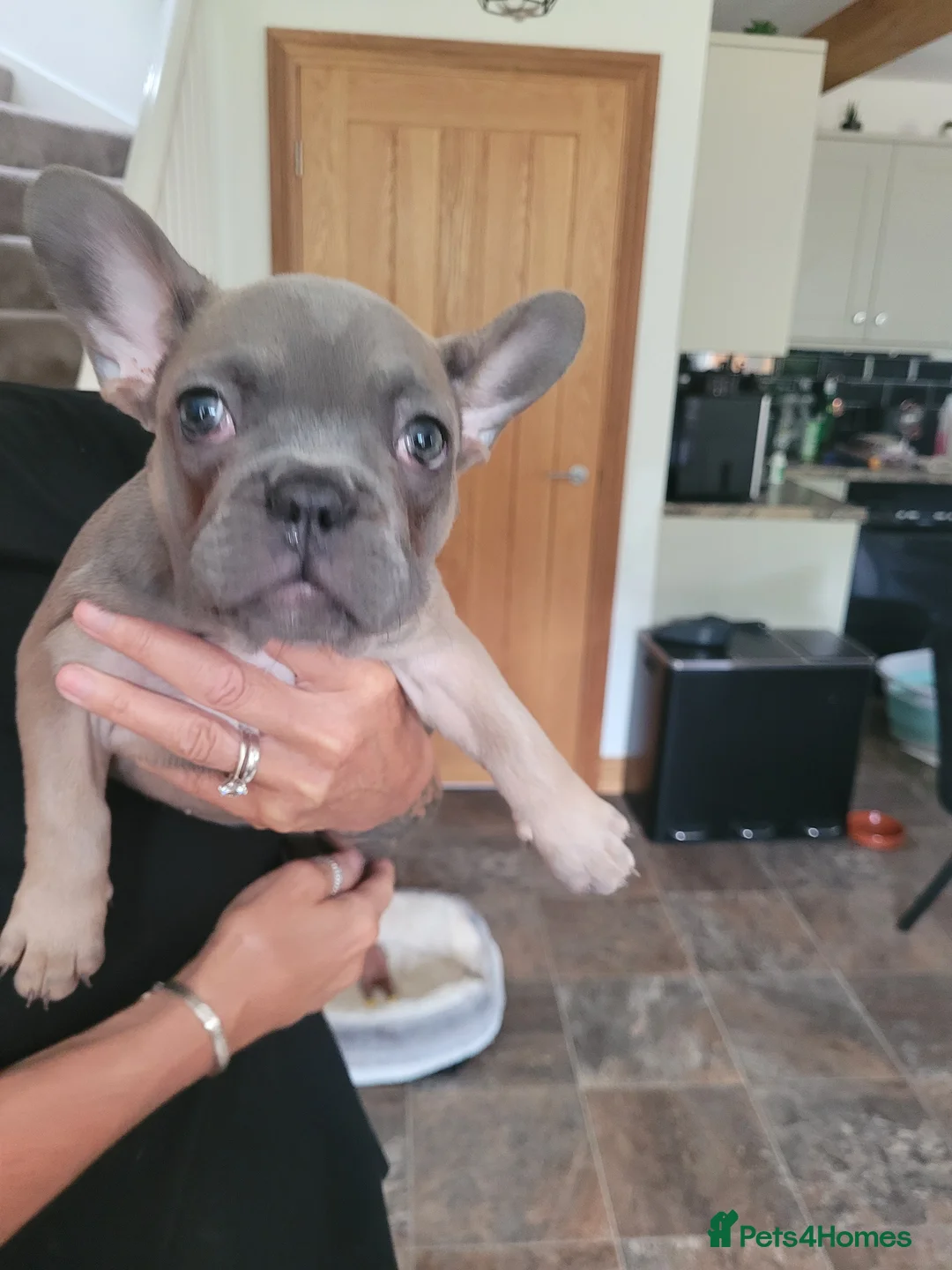 French Bulldog dogs for sale: Hugo. - Advert 2