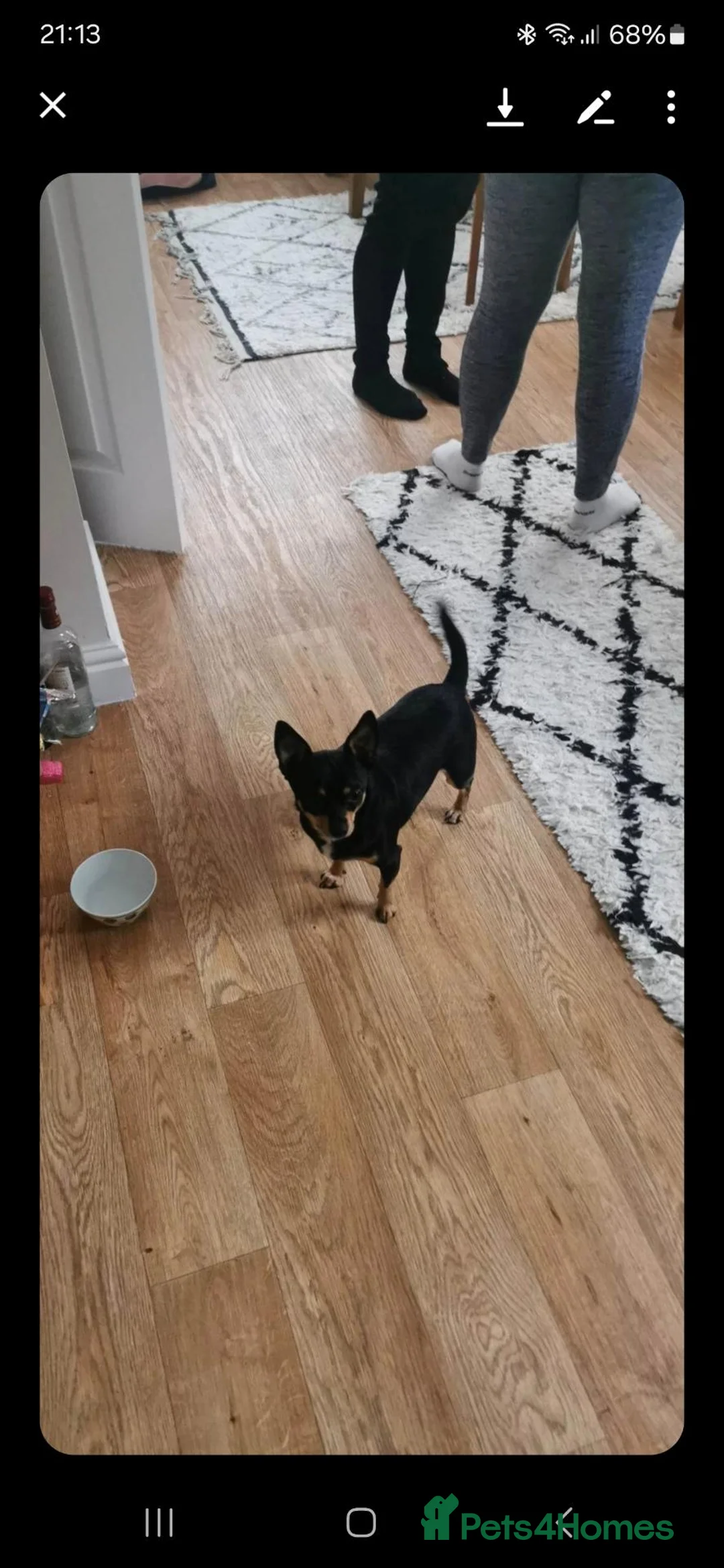 Mixed Breed dogs for sale: Chihuahua  - Advert 2