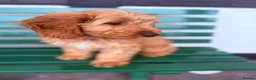 Cockapoo dogs for sale: Cockapoo girl puppy available - Advert 4