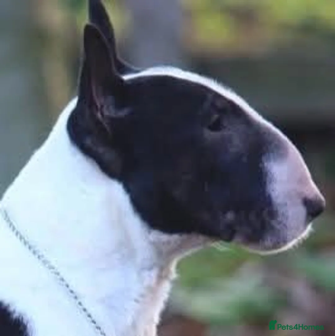 Miniature Bull terrier dogs for sale: MinatureBullTerrier Pups HealthTested TopPedigree in Preston - Advert 21