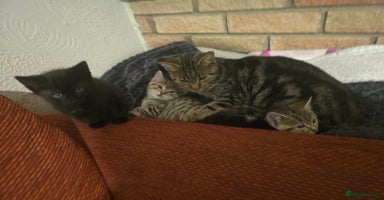 Mixed Breed cats - Advert 14