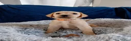 Labrador Retriever dogs for sale: Labrador puppy's ready to go golden and black in Huntingdon - Advert 30