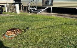 Bengal cats for sale: Beautiful bengal boy - Image 7