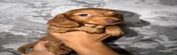 Miniature Dachshund dogs for sale: Kc registered long haired miniature dachshunds  in Warrington - Advert 5