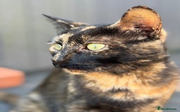 Mixed Breed cats for sale: Kittens ready this week. - Image 17