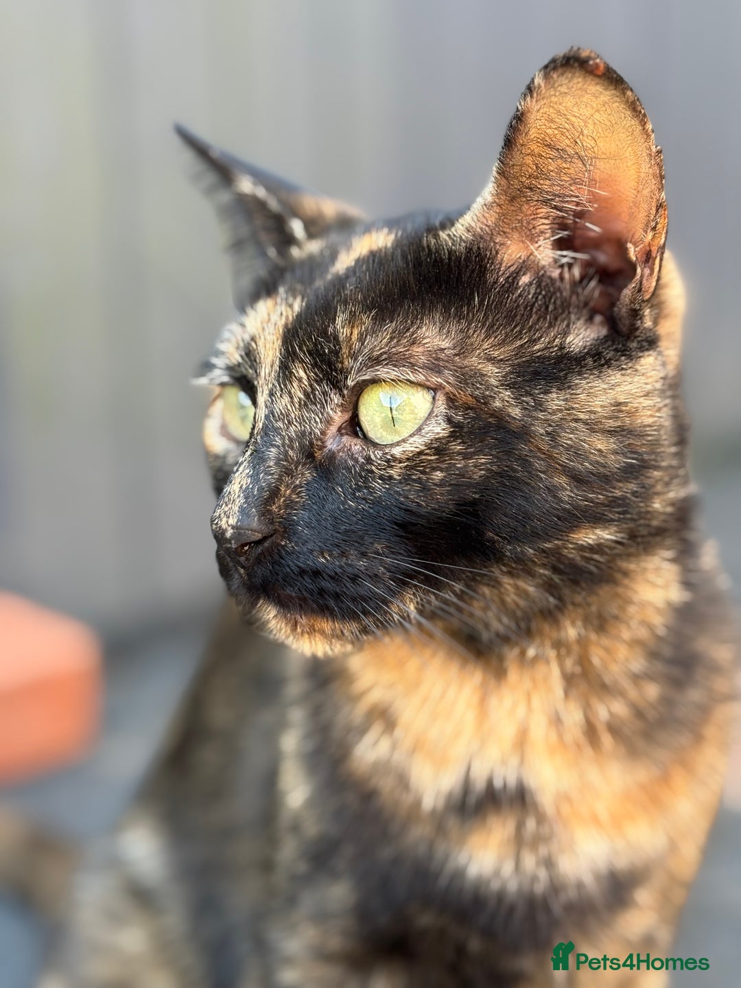 Mixed Breed cats for sale: Kittens ready this week. - Image 17