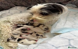 Biewer Terrier dogs for sale: Beautiful Biewer puppies  - Image 14