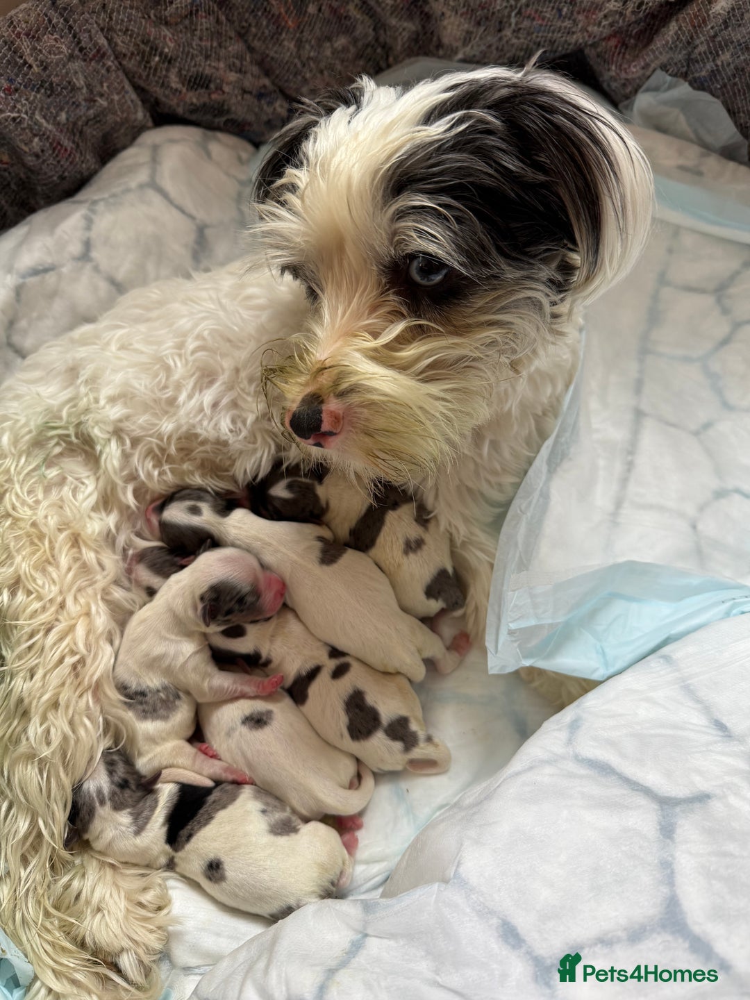 Biewer Terrier dogs for sale: Beautiful Biewer puppies  - Image 14