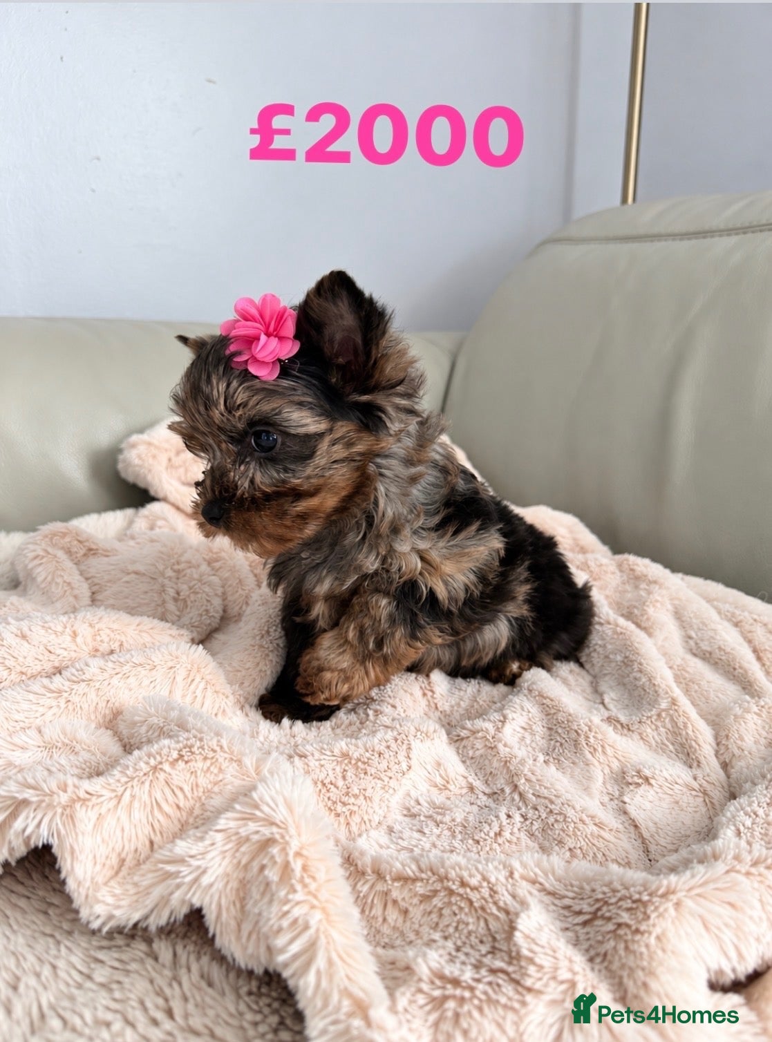Yorkshire Terrier dogs Yorkshire terrier Merle 800g at 3 months   - Advert 11