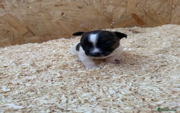 Jack Russell dogs for sale: Adorable Jack russel puppy’s for sale - Advert 4