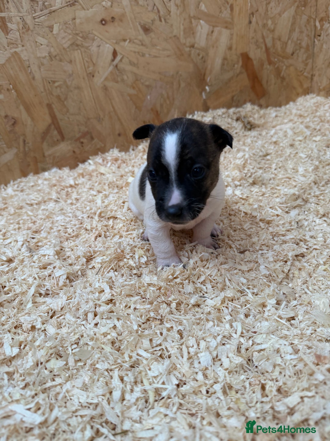 Jack Russell dogs for sale: Adorable Jack russel puppy’s for sale - Advert 4