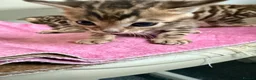 Bengal cats for sale: Beautiful Bengal Kittens – 1 Male & 3 Females 🐈😻 in London - Advert 7