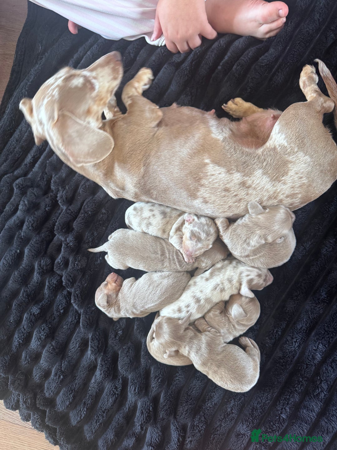 Miniature Dachshund dogs for sale: Gorgeous Miniature Daschunds  - Image 10