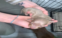 Miniature Dachshund dogs for sale: Miniature dachshund  - Advert 4