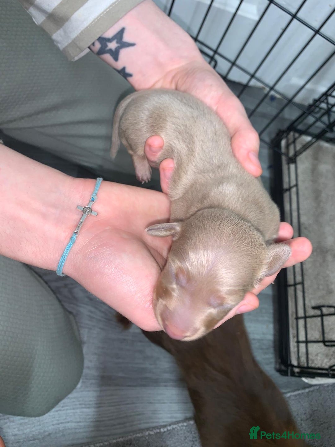 Miniature Dachshund dogs for sale: Miniature dachshund  - Advert 4