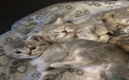 British Shorthair cats for sale: British Shorthair kittens  - Image 34