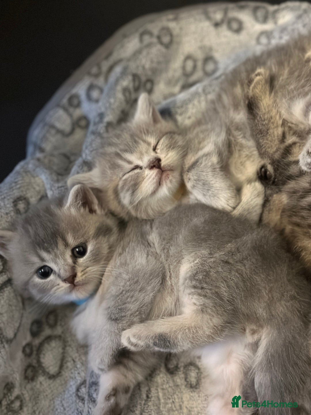 British Shorthair cats for sale: British Shorthair kittens  - Image 34