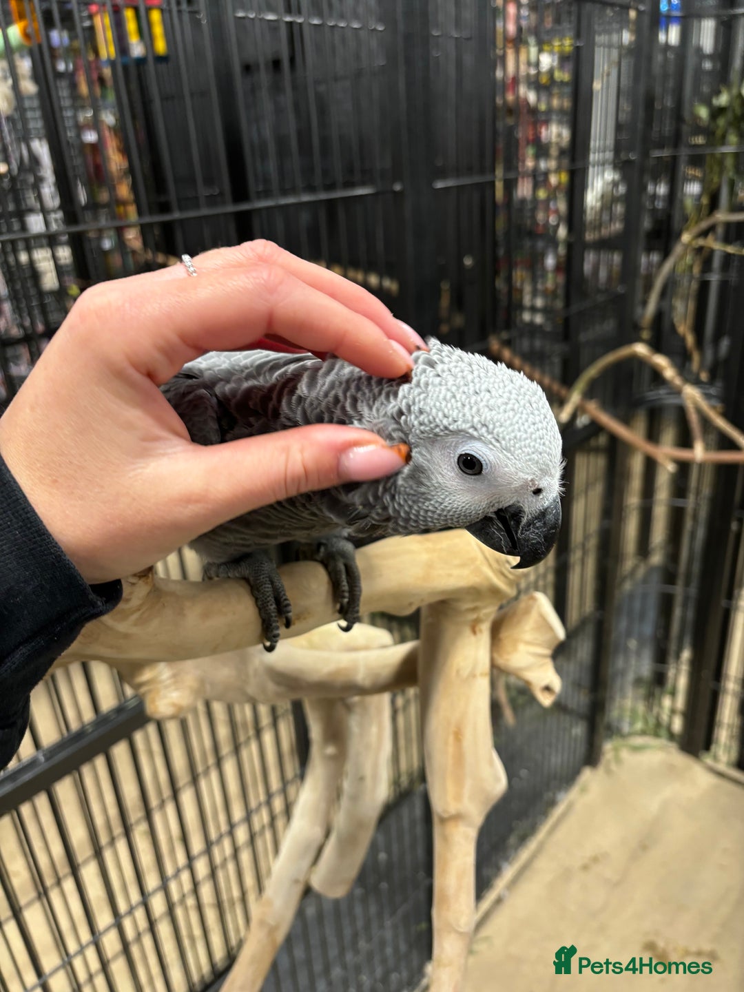 Parrots birds for sale: Gorgeous hand reared African Grey Baby  - Image 5
