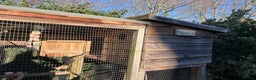 Mixed Breed birds for sale: Aviary of birds free to good home - Advert 7