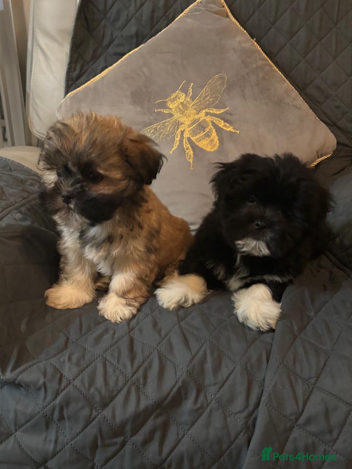 Lhasa Apso dogs Pedigree full bred Lhasa apso puppies - Advert 9
