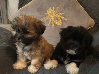Lhasa Apso dogs Pedigree full bred Lhasa apso puppies - Advert 8