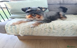 Schnoodle dogs for stud: RARE coloured mini schnoodle - Stud  - Image 3