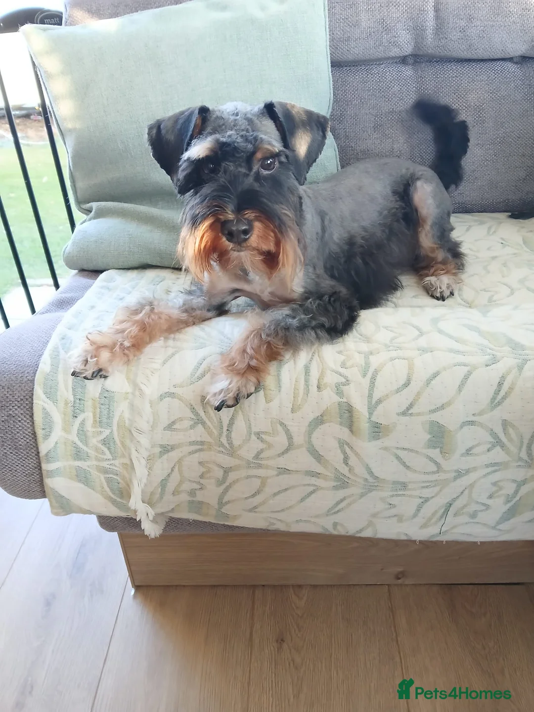 Schnoodle dogs for stud: RARE coloured mini schnoodle - Stud  - Advert 4