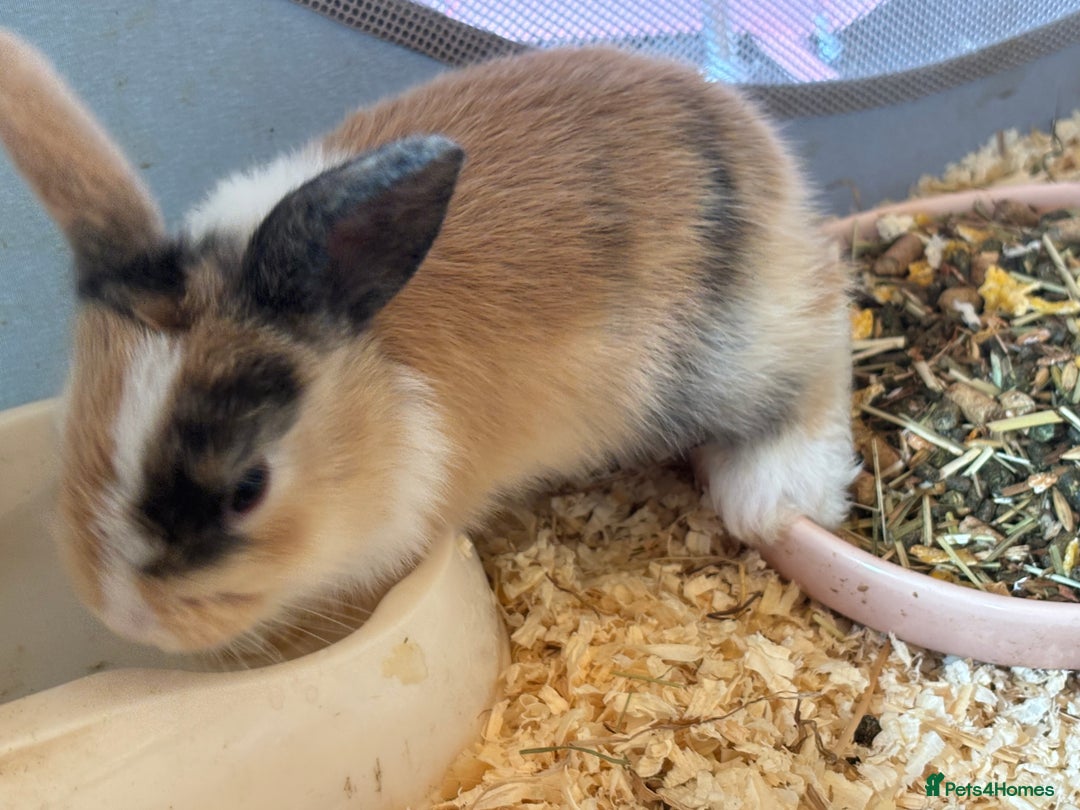 Mini Lop rabbits for sale: Mini Lops & Mini Lion Lops. Separate litters - Image 33