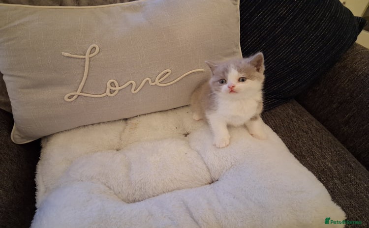 British Shorthair cats - Advert 11