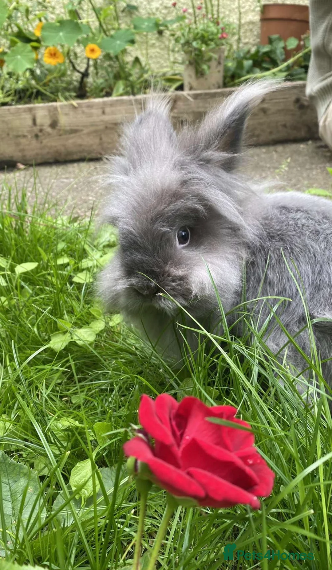 Lionhead rabbits for sale: Lovely Neutered Male Lionhead House Rabbit in Hitchin - Advert 2