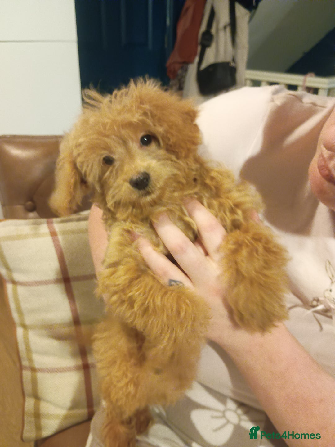 Cockapoo dogs for sale: Miniature cockapoos  - Advert 6